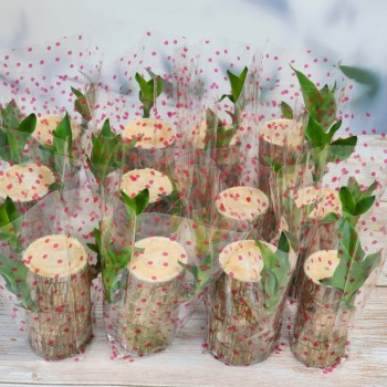 행운목 원예 가드닝 수업재료 12개입상자 관엽식물 공기정화식물