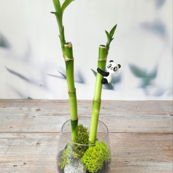 개운죽 수경재배 테라리움 DIY 원예키트