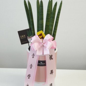 스투키 축하화분 개업 승진 집들이 선물 공기정화식물