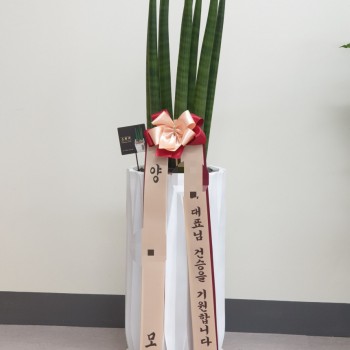 스투키 개업 축하화분 승진 집들이 공기정화식물2
