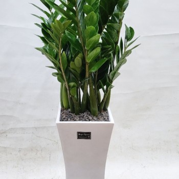 금전수 개업 축하화분 승진 집들이 공기정화식물