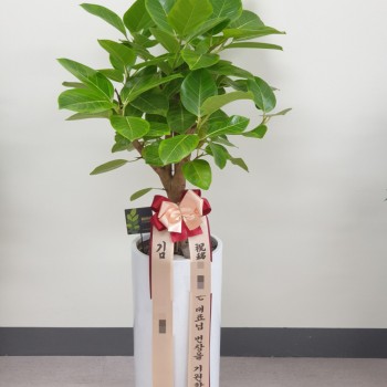 뱅갈고무나무 개업 축하화분 승진 집들이 공기정화식물