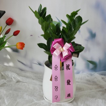 금전수 승진 개업 집들이 축하화분 공기정화식물