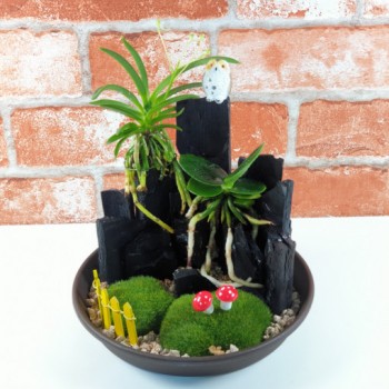 풍란 숯부작 만들기 DIY 공기정화 공예키트 어린이 어르신 단체수업 설명동영상제공