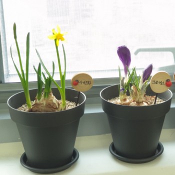 수선화 히아신스 크로커스 구근 심기 3종 모음 DIY 키트
