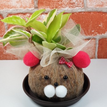 곰돌이 토피어리만들기 DIY원예키트 아이비 호야 테이블야자 공기정화식물